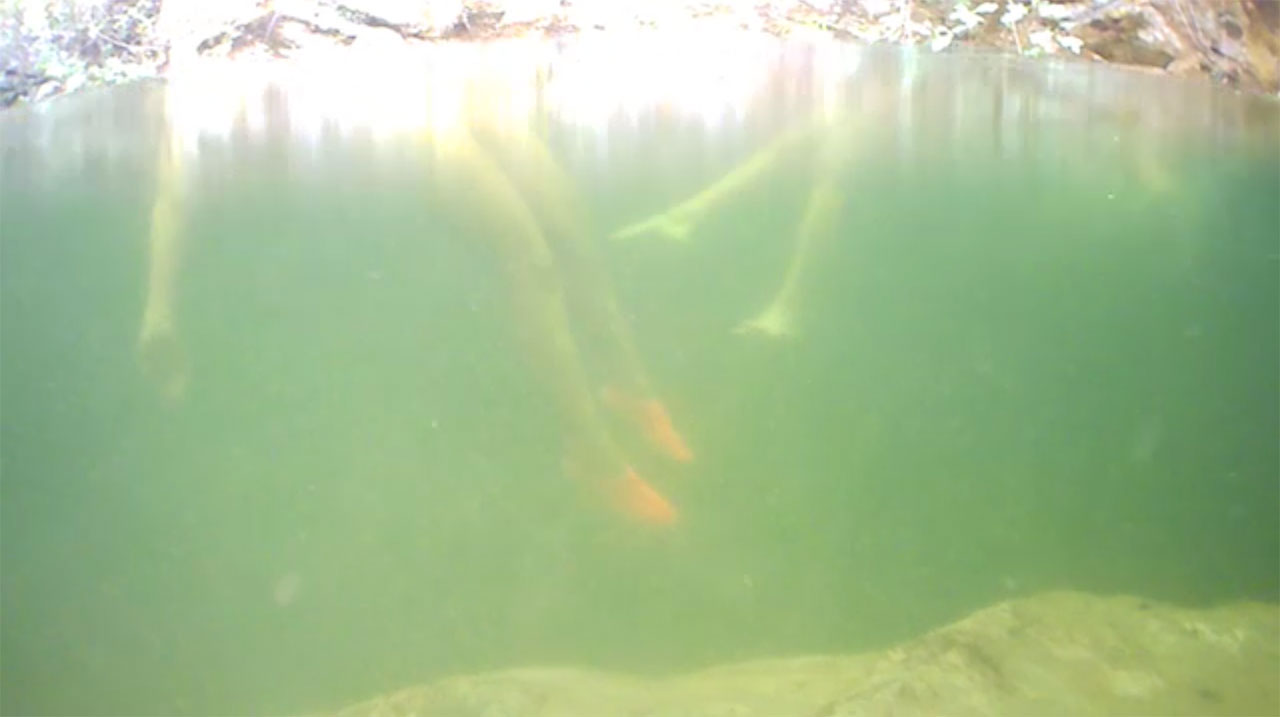 vídeo-performance del projecte "segon renaixement" de cercle de fades, en el marc d'Art Emergent Sabadell